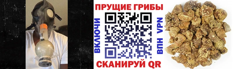 нарко площадка официальный сайт  Сковородино  Псилоцибиновые грибы GOLDEN TEACHER  как найти закладки 